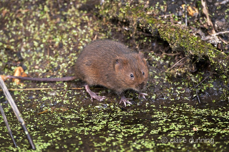 DSC_4397_watervole_c.dunning