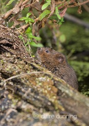 DSC_4419_watervole_c.dunning