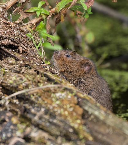 DSC_4419_watervole_c.dunning