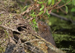 DSC_4425_watervole_c.dunning