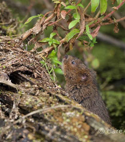 DSC_4425_watervole_c.dunning