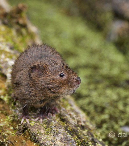 DSC_4443_watervole_c.dunning