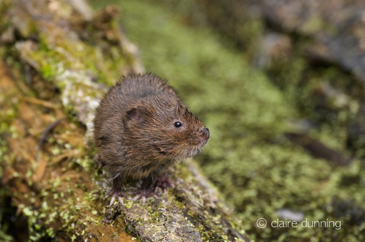 DSC_4443_watervole_c.dunning