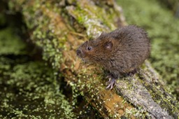 DSC_4445_watervole_c.dunning
