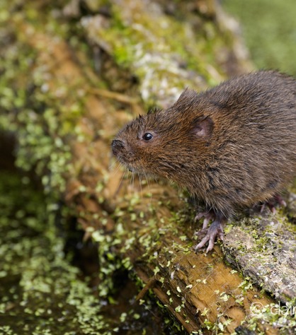 DSC_4445_watervole_c.dunning