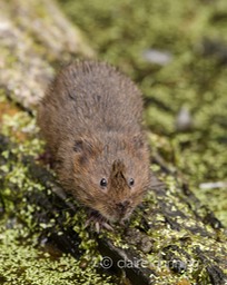 DSC_4448_watervole_c.dunning