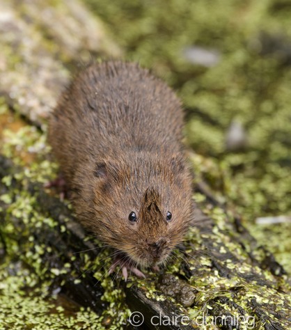 DSC_4448_watervole_c.dunning