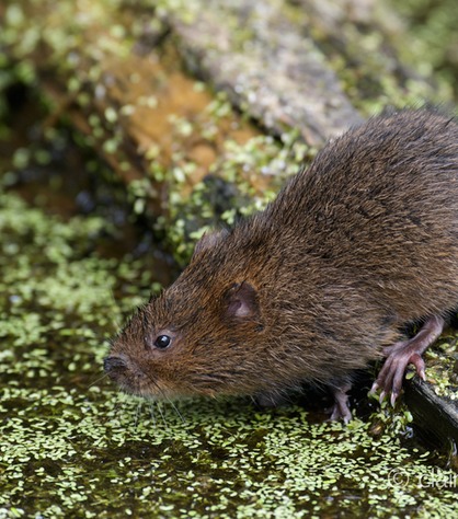 DSC_4451_watervole_c.dunning