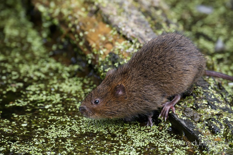 DSC_4451_watervole_c.dunning