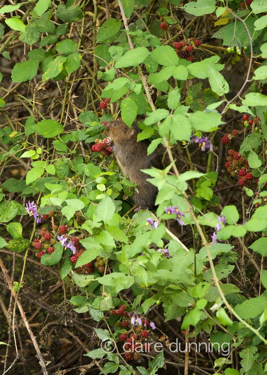DSC_4489_watervole_c.dunning