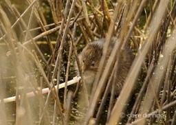 DSC_4518_watervole_c.dunning