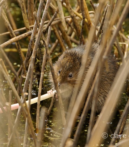 DSC_4518_watervole_c.dunning