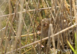 DSC_4538_watervole_c.dunning