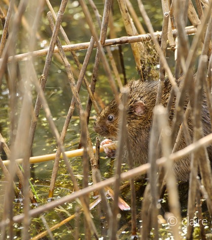 DSC_4538_watervole_c.dunning