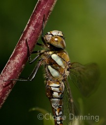 DSC 5598 - Version 2
