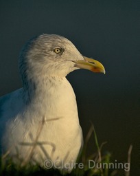 DSC 5742 - Version 4