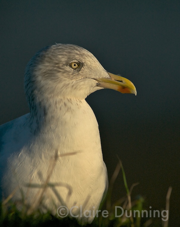 DSC 5742 - Version 4