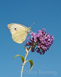 DSC 5780 - Version 3