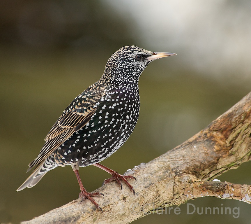 DSC 5977 - Version 3