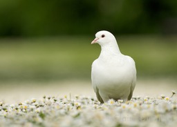 DSC 6015 - Version 2