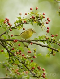 DSC 6135 - Version 5