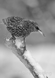 DSC 6153 - Version 3