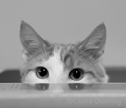 DSC 6246 - Version 3