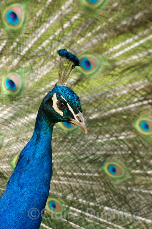 DSC 6981 - Version 3