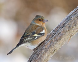 DSC 7178 - Version 3