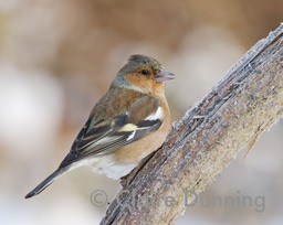 DSC_7178 - Version 3