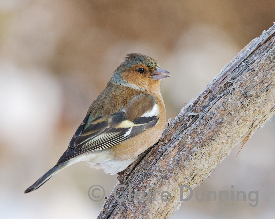 DSC_7178 - Version 3