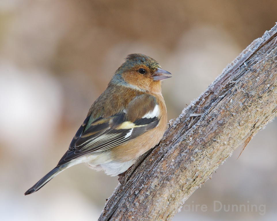 DSC 7178 - Version 3