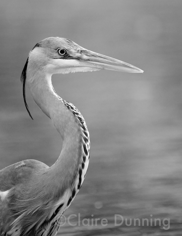DSC 8178 - Version 2