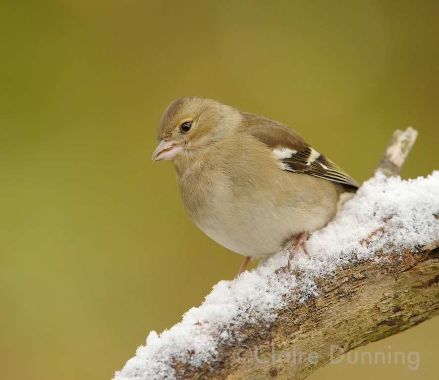 DSC 8242 - Version 4