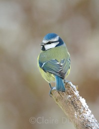 DSC 8543 - Version 3
