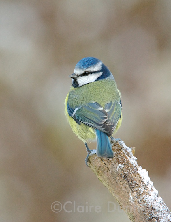 DSC 8543 - Version 3