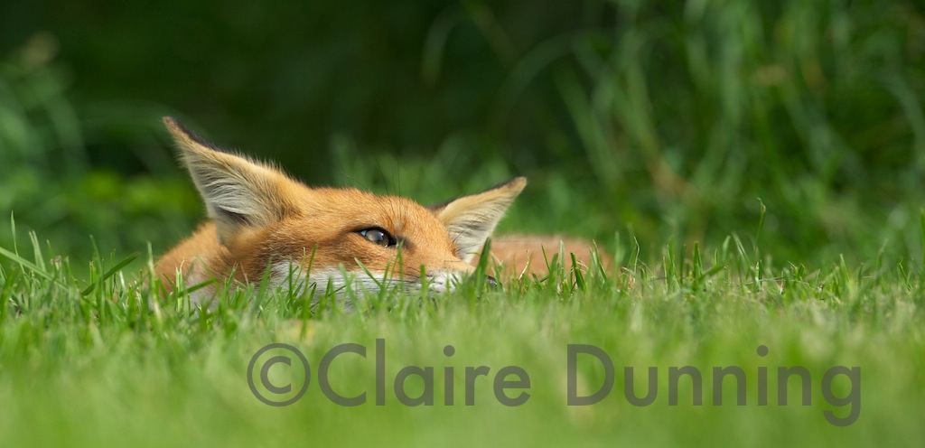 fox cub