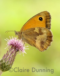 gatekeeper on thistle