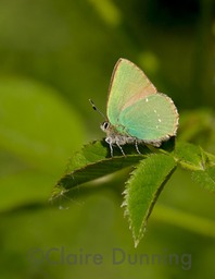 green hairstreak