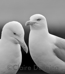 herring gulls