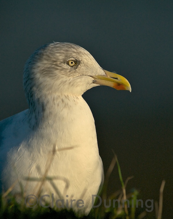 herring gull