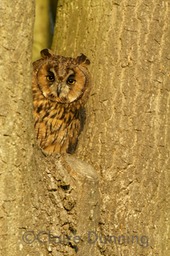 long eared owl