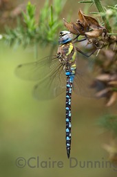 migrant hawker