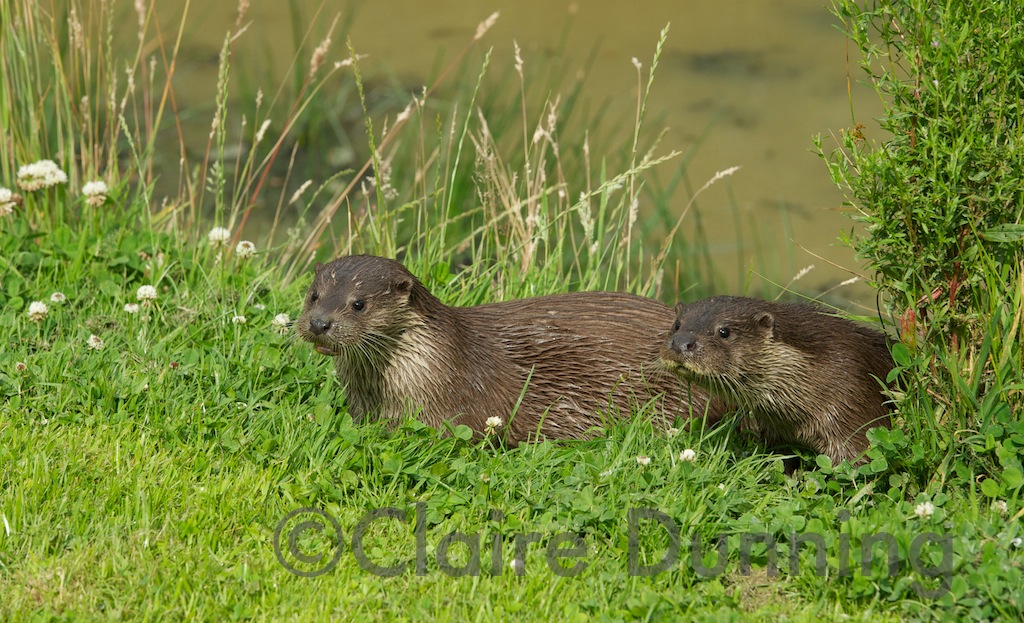otters