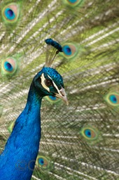 peacock