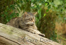 scottish wildcat