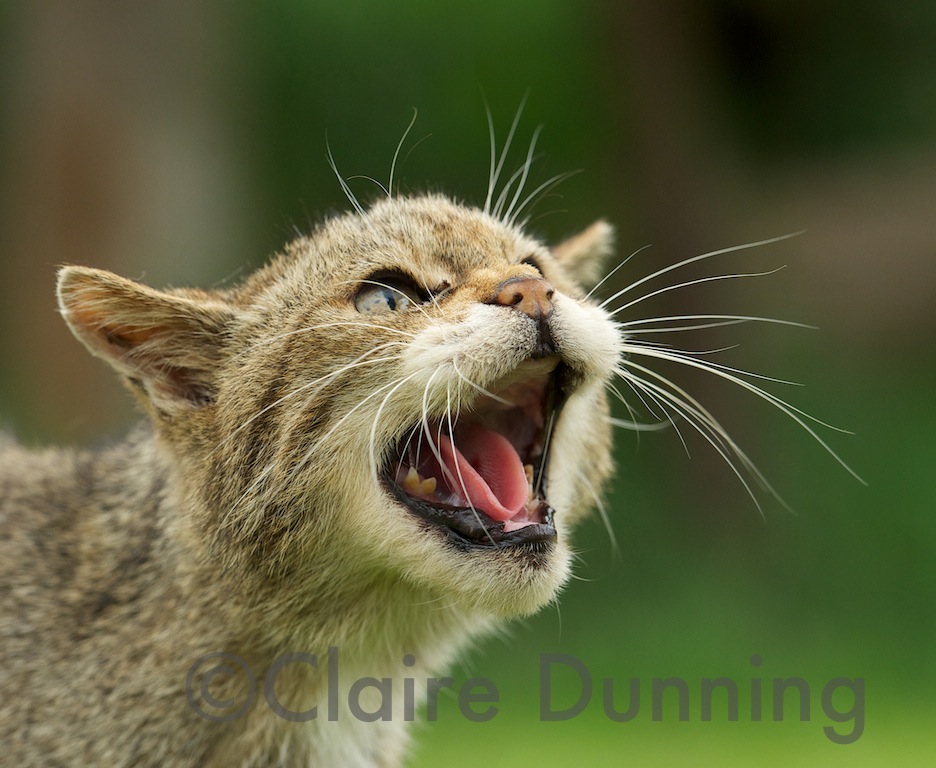 scottish wildcat hiss