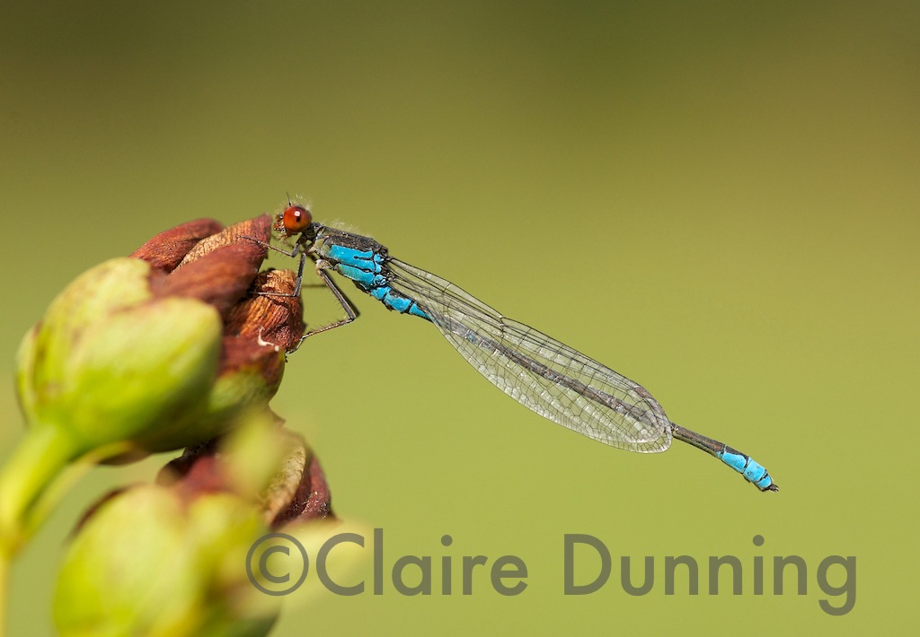 small red damselfly