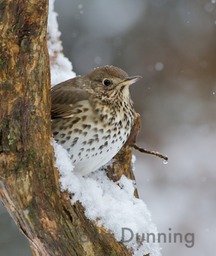song thrush