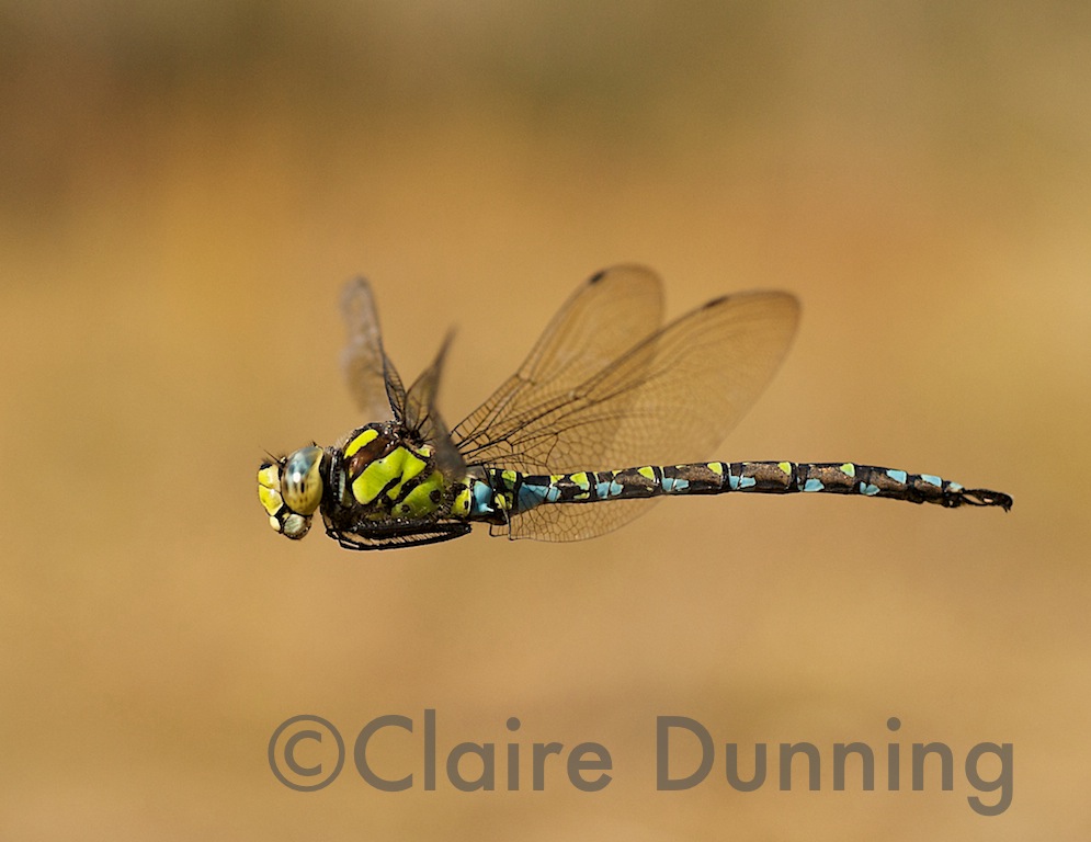 southern hawker in flight